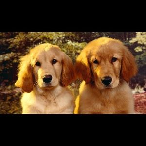 Meet your Posher, Fallon